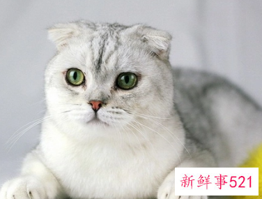 猫咪好听又聚财的名字