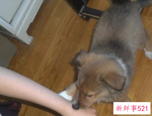 梦见狗咬手有什么征兆