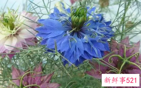 黑种草的养殖方法和注意事项