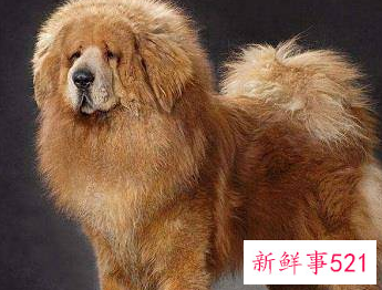 什么狗护主人排行