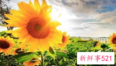 代表美好寓意的字