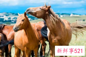 属马的做什么生意最旺