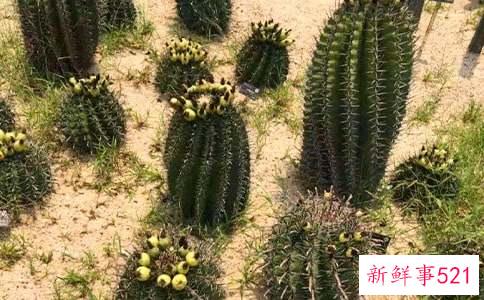 梦见仙人掌扎手拔刺