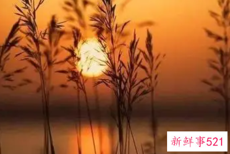 生命的选择情感美文