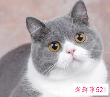 猫的优点和缺点有哪些