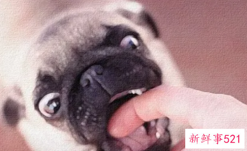 梦见狗咬手有什么征兆