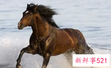 属马的做什么生意最旺