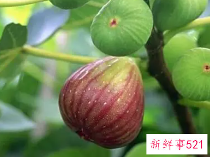 无花果安全越冬方法的方法