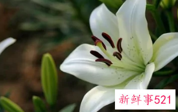 百合花小说背景是什么