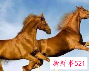 属马做什么生意好