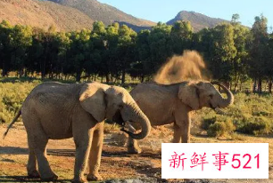 梦见大象很友好