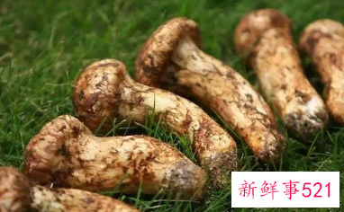 松茸的功效与作用