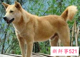 什么狗护主人排行