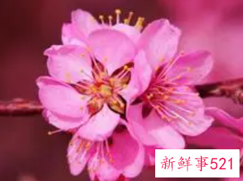 属鸡的正缘桃花怎么样