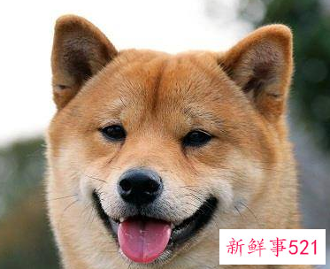 什么狗护主人排行