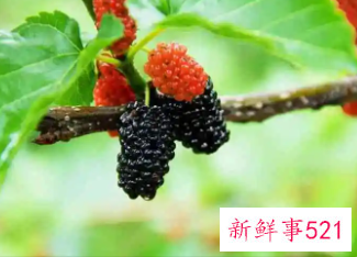 吃桑葚的好处与坏处有哪些