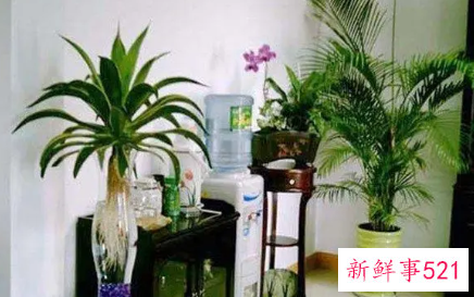 客厅养花有哪些风水禁忌和讲究