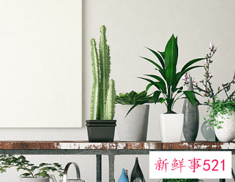 小仙女花养殖方法