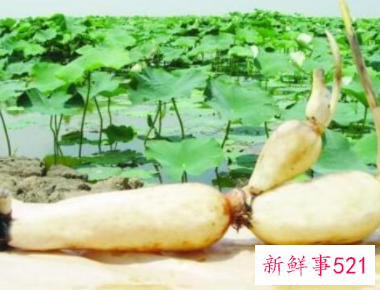 莲藕发芽到什么程度才可以种