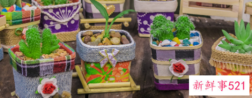 小仙女花养殖方法