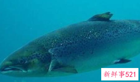 鱼要煮多久才能煮熟