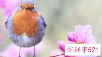 已婚女人梦见一树桃花