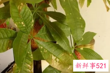 发财树叶子发黄怎么补救