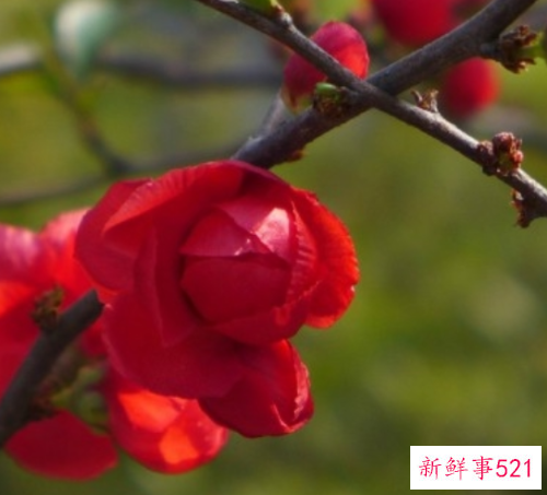 能给天蝎座带来桃花运的花