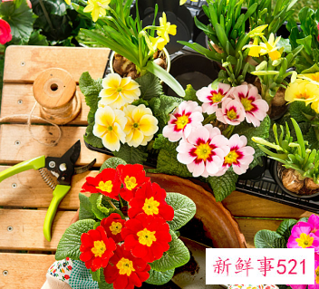 小仙女花养殖方法