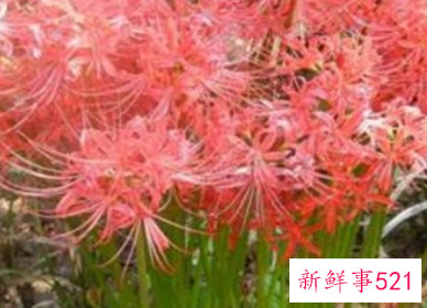 彼岸花是什么花寓意什么代表什么