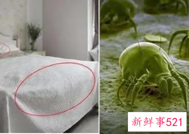 床上放什么可以杀死螨虫