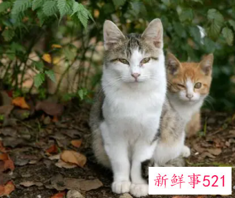 梦见猫与猫搏杀寓意