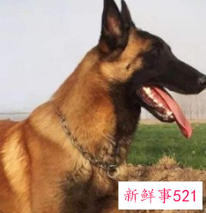 什么狗护主人排行