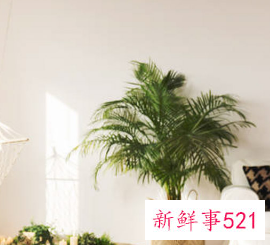 小仙女花养殖方法