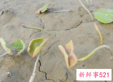 莲藕发芽到什么程度才可以种