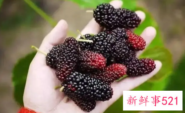 桑椹酒喝了对人有哪些坏处