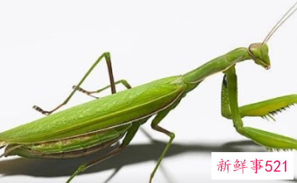 蝎子吃螳螂还是螳螂吃蝎子