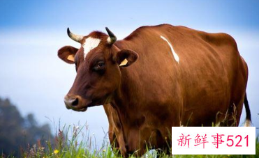 嫉妒心极强的生肖女