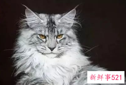 猫的优点和缺点有哪些