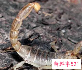 蝎子吃螳螂还是螳螂吃蝎子