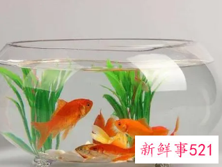 初学养鱼养什么鱼好