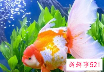 初学养鱼养什么鱼好