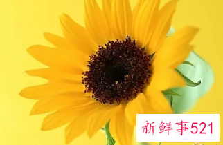 梦见太阳花是什么意思