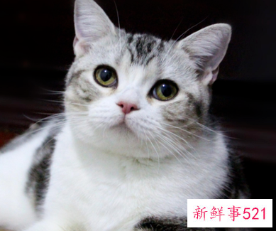 猫的优点和缺点有哪些