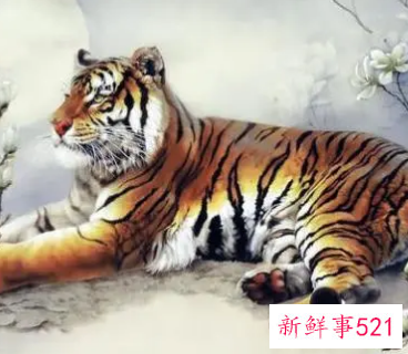 生肖属虎的人适合做哪几个行业