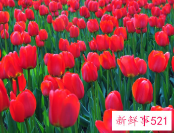 郁金香的象征意义