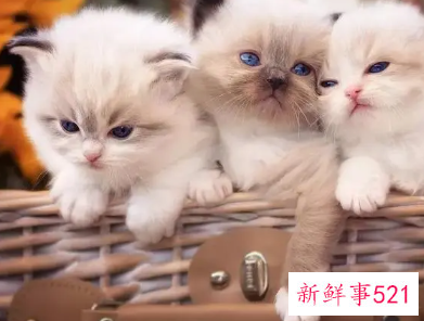 猫咪好听又聚财的名字