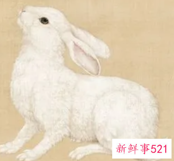 家里挂兔子的画好不好