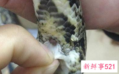 蟒蛇为什么喜欢缠女人