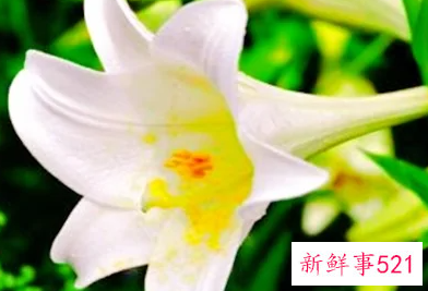百合花小说背景是什么